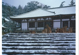 東大寺法華堂降雪.jpg